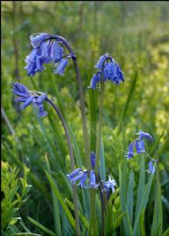 British Bluebells